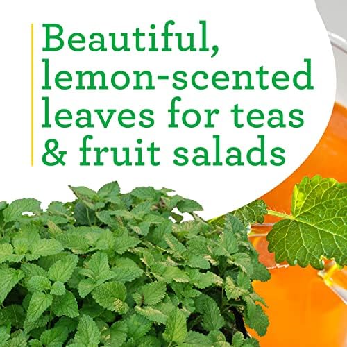 Bonnie Plants Lemon Balm Live Herb Plants - 4 Pack, Perennial In Zones 5 to 9, For Lemon Flavor In A Variety Of Dishes & Teas - Image 4