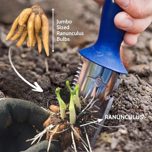 30 Red Ranunculus Bulbs, Fall Planting, Spring Flowers - Image 4