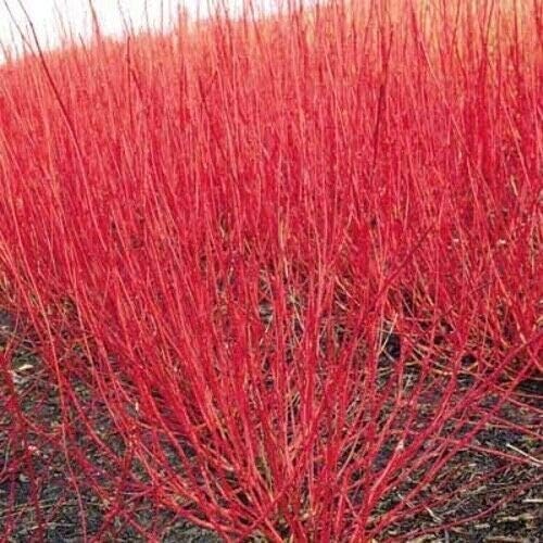 Red Twig Dogwood Shrub - Red Osier Bush - 12-18" Tall Live Plant - Image 5