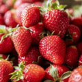 'Flavorfest' June Bearing Bare Root Strawberry Plants - Great for Beginners! Delicious Strawberries and Easy to Grow - from Hand Picked Nursery (10) by HandPickedNursery