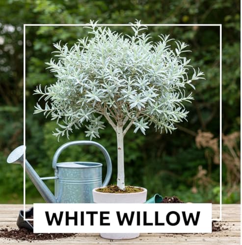 One White Willow Tree - Silver Leafs Shimmer in The Moon Light - One Cutting to Grow, Beautiful Outdoor Shade or Privacy Trees - Image 4