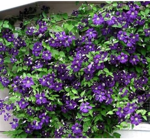 Jackmani Clematis Vine - Velvety-Purple - 2.5" Pot by Hirt%27s+Gardens