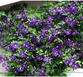 Jackmani Clematis Vine - Velvety-Purple - 2.5" Pot by Hirt%27s+Gardens