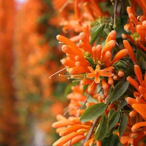 100 Count Pyrostegia Venusta Flower Seeds Firecracker Cigar Plant - Perennial Fast Climbing Vine, Long Flowering Season, Suitable for Home Gardens & Patios by BuggyBeds