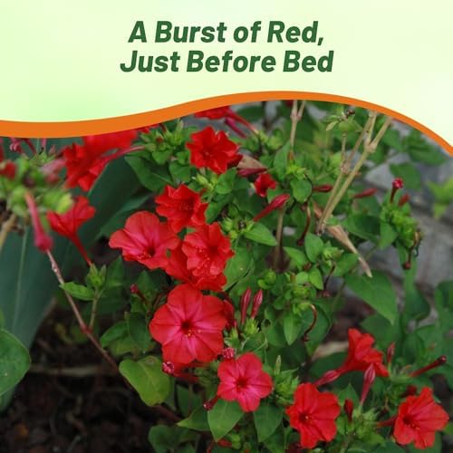 Outsidepride Red Four O'clock Flower Seeds - 1 lb Perennial Fragrant, Trumpet-Shaped Blooms, Deer-Proof & Easy to Grow, for Pollinator & Evening Gardens, Containers, Hedges, or Borders - Image 6