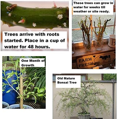 Bonsai Willow Tree Bundle - 3 Large Trunk Bonsai Tree Cuts - Get one Each Weeping, Australian, Dragon - Ready to Plant - Indoor/Outdoor Bonsai Tree's - Image 5