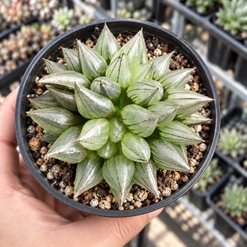 Haworthia Magnifica v. atrofusca Bare Root Succulent Live Plant 3-3.5 Inch - Image 6