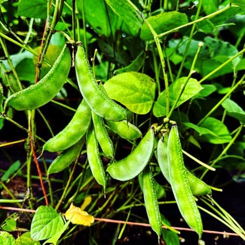 HYV Hyacinth Bean Seeds – Ipsa-2 Variety – Flat Green Pods – Country Bean | Lablab Purpureus Bangladeshi Vegetable Seeds | 0.35 OZ (30+ Seeds) - Image 3