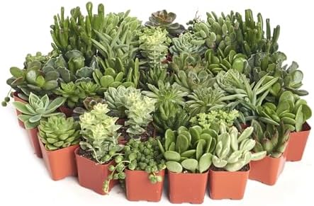 Shop Succulents | Verde Collection | Assortment of Hand Selected, Fully Rooted Live Indoor Green Succulent Plants, 40-Pack - Image 3