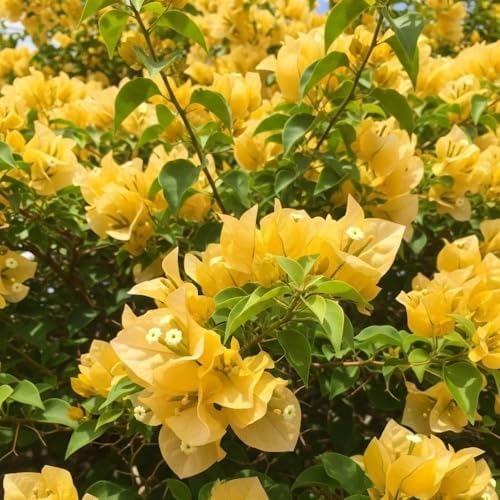 Set 2 Gold Bougainvillea Live Plant 5-7 Inch Tall - Image 7