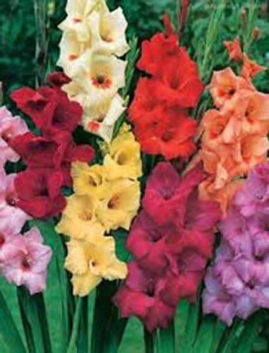 GLADIOLUS, BULB (10 PACK) PASTEL MIXED , MIXED PERENNIAL GLADIOLUS BULBS, FLOWERS - Image 2
