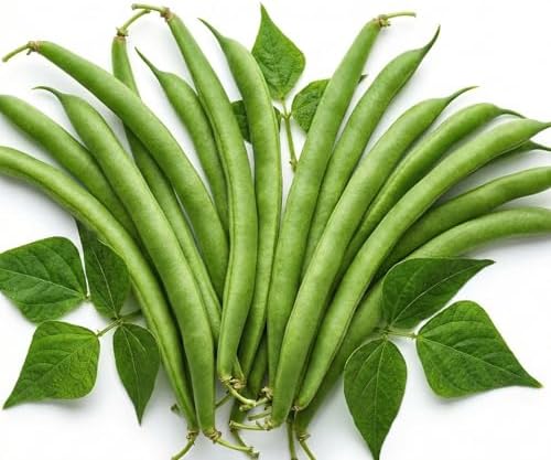 50 Green Bean Seeds for Planting - Provider - Bush Bean - Heirloom | Non-GMO | USA Grown by RDRSeeds
