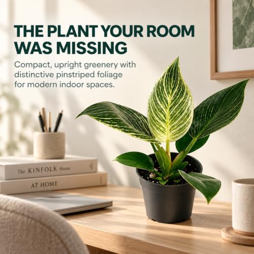 Philodendron Birkin Live Plant - 4" Pot Indoor Air Purifying Houseplant - Image 6