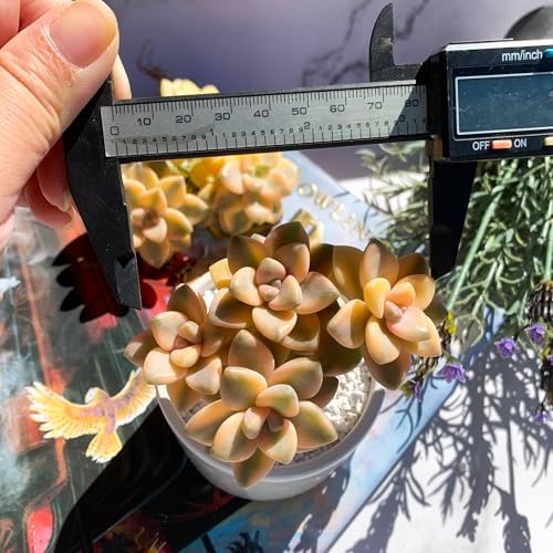 Graptoveria Paraguayense Bernalense Variegated Succulent, 3" Cluster - Image 3