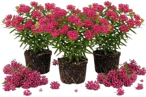 3 Pink Milkweed Live Plants, Well-Rooted Starter Plant by AKTRD