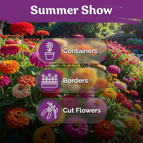 550 California Giant Zinnia Heirloom Flower Seeds, Zinnia Elegans - Image 6