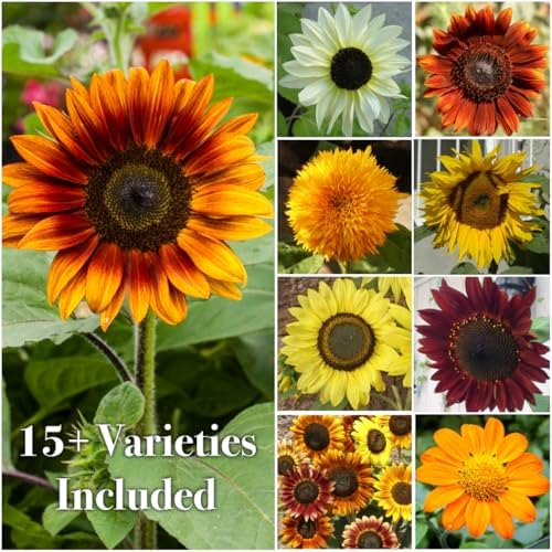 Seed Needs Butterfly Garden Variety Pack of 4 Flower Seeds for Planting - Image 4