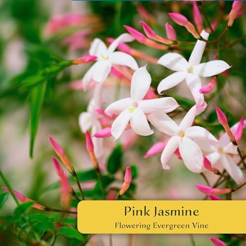 6 Pink Jasmine – Highly Fragrant White-Blooming Evergreen Climbing Vine for Trellises, Fences & Containers (Jasminum polyanthum) in 2.5″ Cubes, Live Plants - Image 2