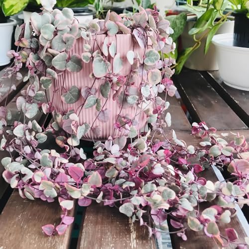 Variegated String of Hearts Succulent Trailing Vine, Indoor Houseplant Live in Pot - Image 2