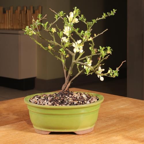 Brussel's Bonsai - Medium Live Bonsai Tree, Potted Outdoor Plant - Image 4