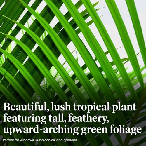 American Plant Exchange Majesty Palm – 10-Inch Pot – Live Tropical Houseplant with Arching Green Fronds, Easy Care Indoor or Patio Plant for Home, Office, Apartment & Landscape Décor - Image 3