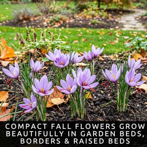 10 Saffron Crocus Bulbs | Fall Blooming Purple Flowers for Spice Gardens - Image 5