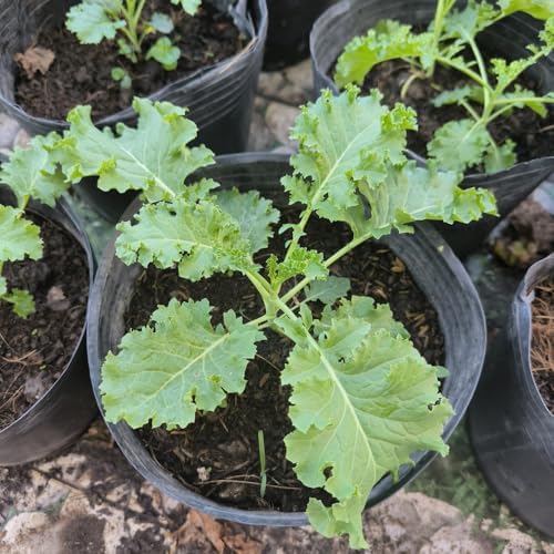 Kale Plants, 4" Pot Kale Plants Live Potted - Image 4