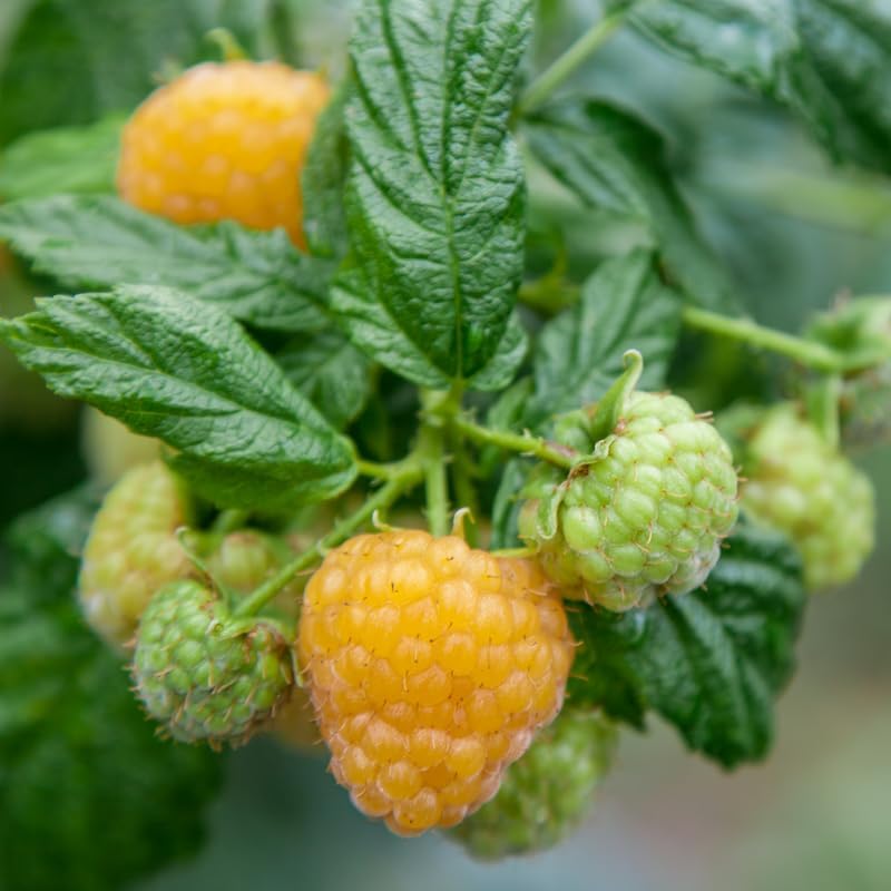 2 Golden Raspberry Live Plants, 5-9 Inch Tall Berry Bushes - Image 5
