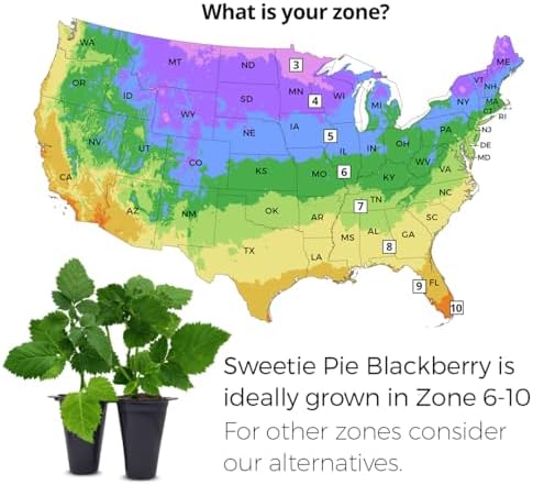 BlackBerry Plants Sweetie Pie (4 Pack) Live for Sale | Easy to Grow Plants | Edible Fruit Plant for Sustainable Living | Grow Your own Food on Your Organic Garden | Live for Planting | - Image 3