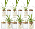 Glass Propagation Stations for Plants -Desktop Flower Vases,Propagation Flower Vases Set – 6 Large & 6 Small for Plant Cuttings，for Living Room, Bedroom Decoration,Home,Office Decor (12) by CHPINDAM