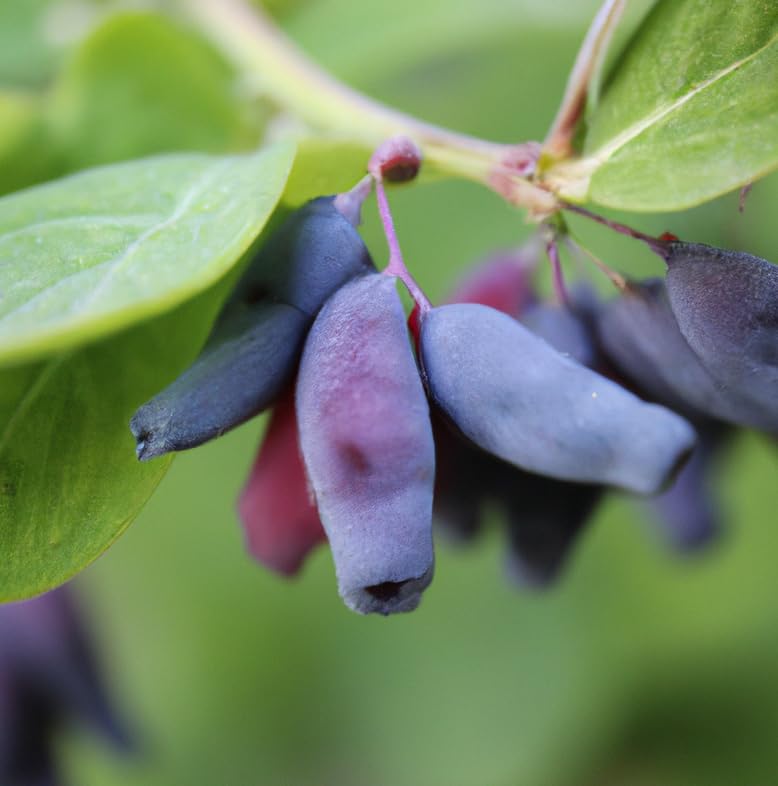 Aurora Honeyberry (Haskap) Shrub - 6-12" Tall Live Plant by Unknown