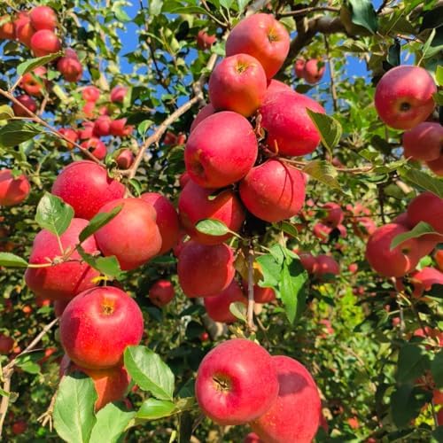 Mixed Fruits Seeds Pack for Planting, 430+pcs Grapes Apples Kiwis Jackfruit Mulberries Cherries Seeds, Non-GMO Heirloom Sweet Edible Juicy Fruits Flowers Plant in Your Home Garden - Image 7