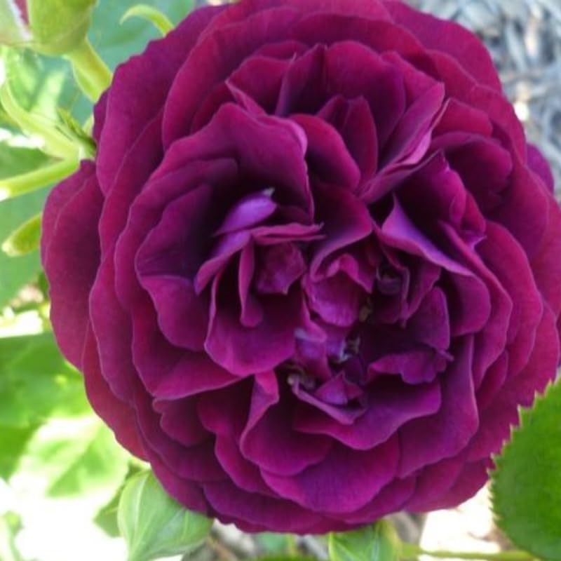 Rich Purple Climbing Roses Live Plants, Fragrant Starter 5-9" Tall - Image 6