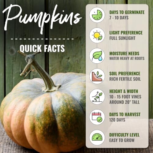 Seed Needs Fairytale Pumpkin Seeds to Plant Vegetables - 10 Packs - Image 4