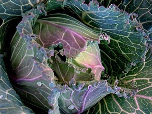 Cabbage 'January King No 3'- French Heirloom - Cold-Hardy - Crisp and Crunchy!! (25 - Seeds) - Image 5