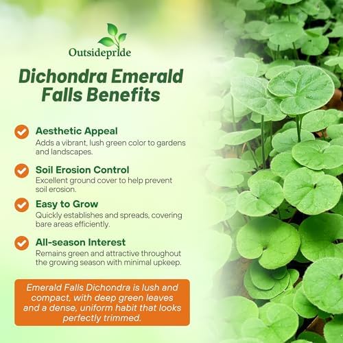 Outsidepride Perennial Dichondra Emerald Falls Seed - 30 Pcs Drought & Heat Tolerant, Low-Growing, Ground Cover Seeds for Planting Lush Green Ground Cover for Gardens, Pathways & Container Planting - Image 3