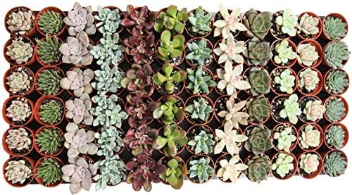 1.75" Mini Succulent Assortment (72 Pack) - Image 3