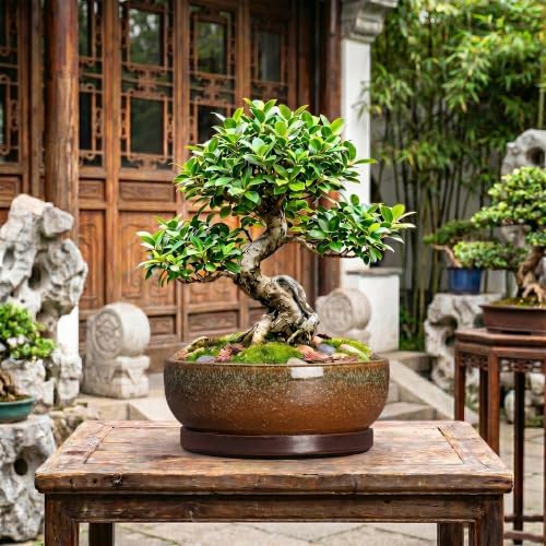 Bonsai Planter, 13 Inch Ceramic Succulent Pots, Speckle Brown - Image 7