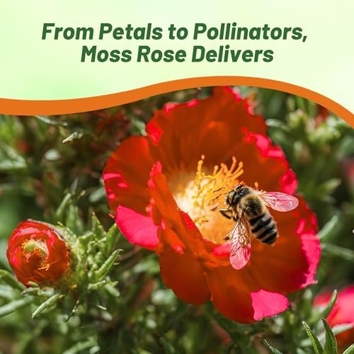 Outsidepride Red Moss Rose Seeds - 10000 Pcs Annual, Drought & Heat Tolerant, Pollinator Friendly Ground Cover Seeds for Planting w/Vibrant Blooms & Succulent Foliage, Ideal for Xeriscaping - Image 4