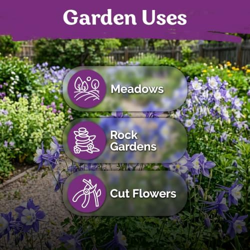 500 Blue Columbine Heirloom Flower Seeds for Planting, Aquilegia Caerulea - Image 6