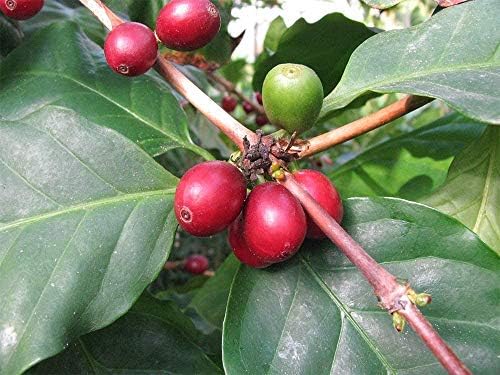 American Plant Exchange Arabica Coffee Real Live Plant, 6" Pot, Flowering Indoor Outdoor Air Purifier, Green Rippled Leaves - Image 4