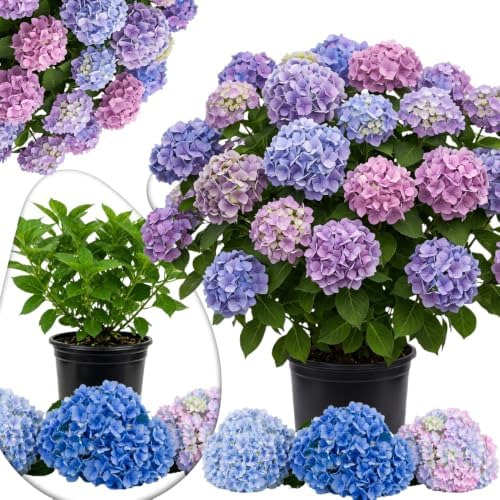 Blue Pink Hydrangea Flower Live Plant, 5-11 Inch Tall by PlantsSeedsBulbs