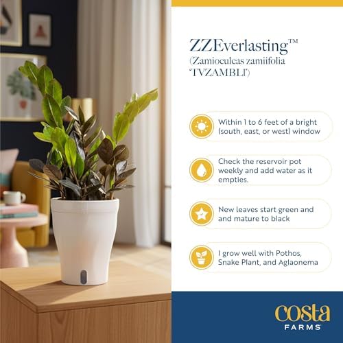 Costa Farms Everlasting ZZ Plant, Easy Live Indoor Plant, Air Purifying - Image 6