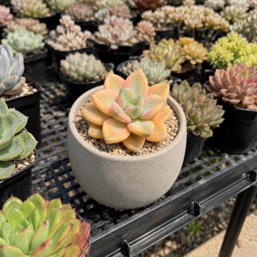 3 PCS Graptopetalum bernalense 'Variegata' Bare Root Succulent Live Plants - Image 2