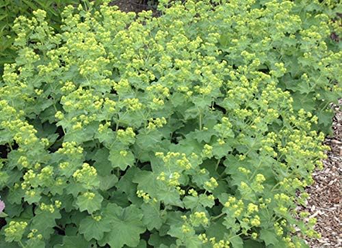Perennial Farm Marketplace Alchemilla mollis (Lady's Mantle) Groundcover, 1 Quart, Light Green Foliage (Pack of 6) - Image 5