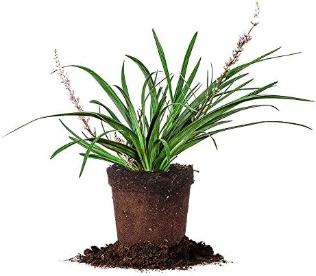 Perfect Plants Super Blue Liriope, 1 Gallon, Groundcover Grass by PerfectPlantsNursery