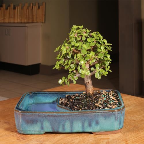 Brussel's Bonsai - Medium Jade Live Bonsai Tree, Potted Indoor Plant - Image 4