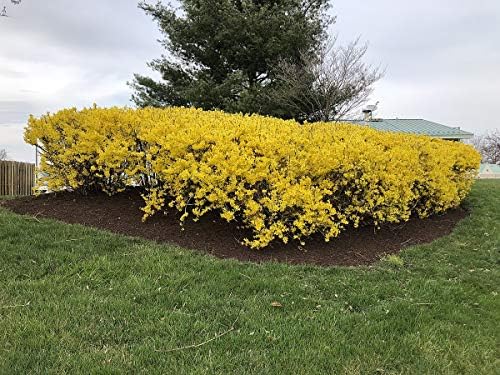 Four Pack of Lynwood Gold Forsythia Bushes - Yellow Flowering Shrub - Live Plants Shipped 2 Feet Tall by DAS Farms - Image 2