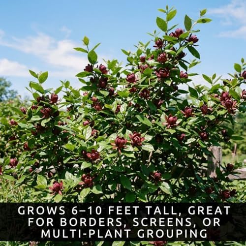 3 Carolina Sweetshrub (Calycanthus floridus) Live Shrubs for Planting | Fragrant Burgundy Blooms | Native Shade-Loving Flowering Bush (3 Plants) - Easy to Grow Landscape Plants - Image 2