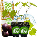Delicious Muscadine Grape Vine (2-Pack) Live Plant by Wellspring Gardens by WellspringGardens